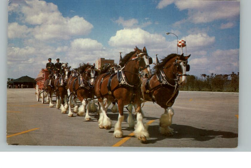 Clydesdale Budweiser Horse Team Postcard  