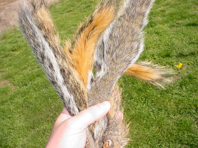 SQUIRREL TAILS COMMON RED & GREY SQRL TAXIDERMY FLY TIE  