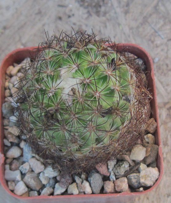 Pediocactus simpsonii Cold Hardy Western Am Cactus 15  