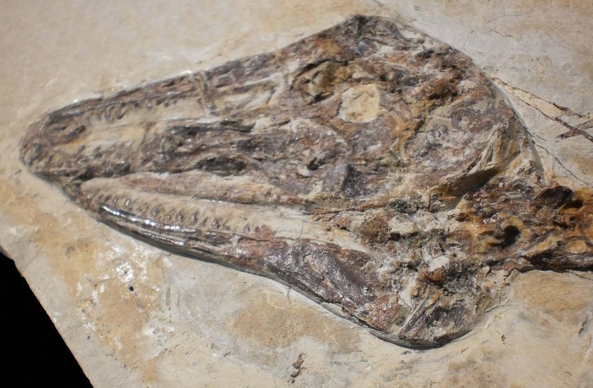 real Dinosaur fossil ANCHIORNIS HUXLEYI dinobird china feather 