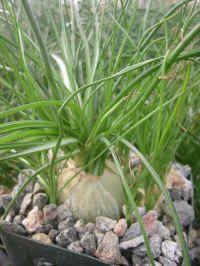 ALBUCA AUGHRABIES HILLS SUCCULENT PLANT  