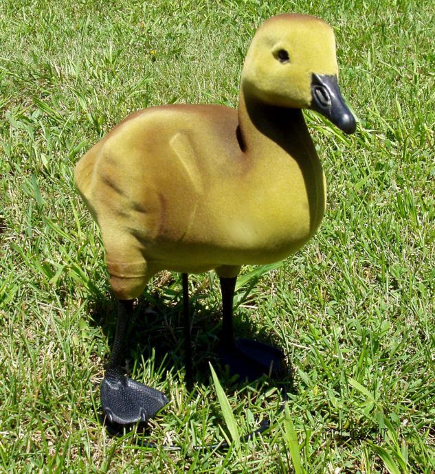 DAKOTA BABY GOOSE GOSLING DECOYS LAWN YARD ORNAMENTS UP  