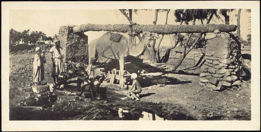 egypt, CAIRO, Sakieh, Camel Drawn Water Wheel 30s RPPC  