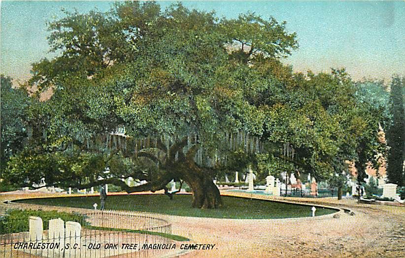 SC CHARLESTON MAGNOLIA CEMETERY OLD OAK TREE R41591  