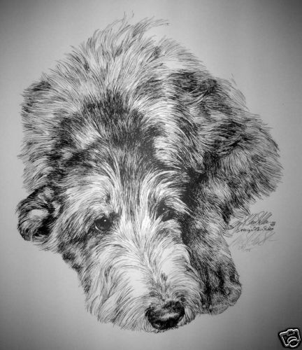 Scottish Deerhound Sleeping 3 By Lyn St.Clair  