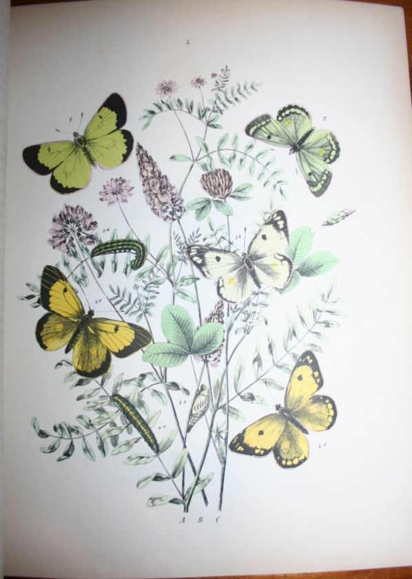 1882~European Butterflies & Moths~61 Plates~Lithographs 