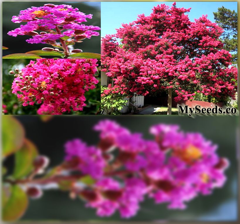 CRAPE MYRTLE Tree Seeds Flowers Last 120 Days A+ BONSAI  