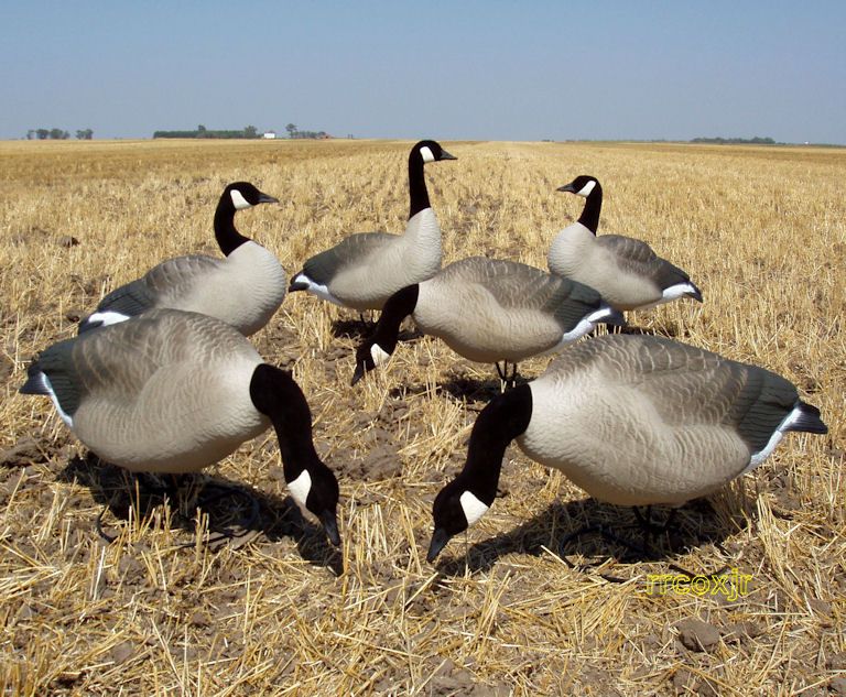 DAKOTA HONKERS CANADA GOOSE FB DECOYS X TREME PACK NEW  