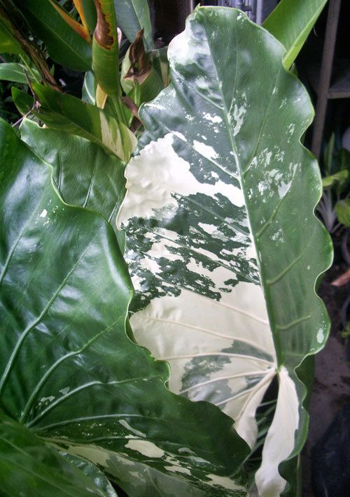   MACRORRHIZOS Variegated Tropical Plant + Phytosanitary Certificate