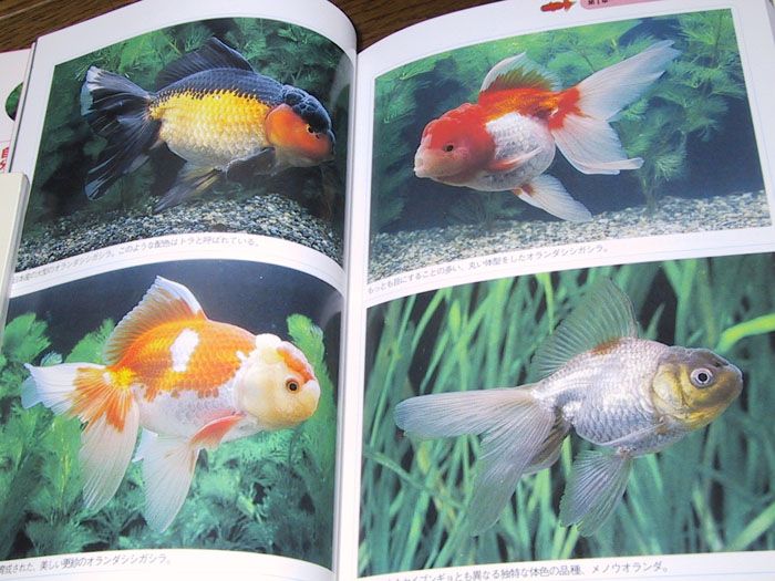 Fish Book Japanese Goldfish Ranchu Catalogue 1  