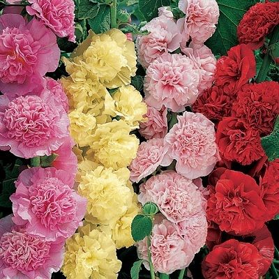 HOLLYHOCK   SUMMER CARNIVAL FLOWER SEEDS  