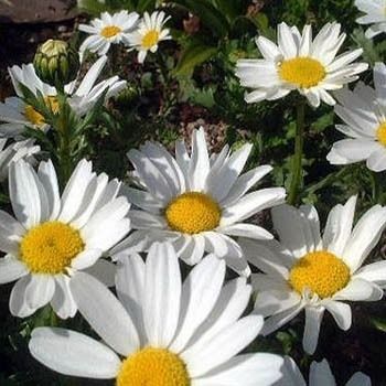 50+ CHRYSANTHEMUM SHASTA DAISY PERENNIAL FLOWER SEEDS / DEER RESISTANT 