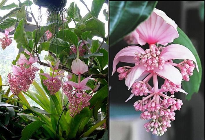 MEDINILLA MAGNIFICA 100 Fresh Seed Kapa Kapa Plant Rare  