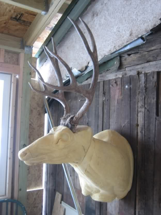   RACK antlers whitetail moose elk taxidermy mount sheds cape  